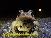 /home//u458753944/public_html/sourcegallery//Roxborough Toad Detour/2021/2021-03-28/P3280091.JPG